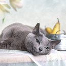 강북 24시 N 동물의료센터 이미지