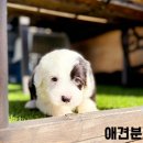 (주)건화메디칼 | 강아지입양사이트 애견분양비용 믿음가는곳!