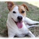 컴투펫 위탁보호센터 서울점 이미지