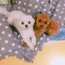 언니네강아지 이미지