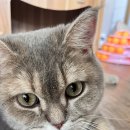 동물보육원 안산지부 이미지