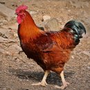 사계절양계장 이미지