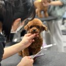 킴스애견미용 이미지