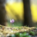 향기고운 이미지