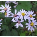 산성2 | 전 오늘] &#34;이제, 야생화들과도 이별해야 합니다.&#34; --- 아쉬움과 기대가 교차했던 남한산성 산행후기 ( 2)