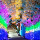 싱그러운청도로(봄) 이미지