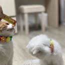 꽃개꽃냥