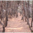 위덕대학교에서 양동민속마을까지 산길따라 도보여행 이미지