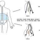 허리의 중요성및 강화운동 이미지