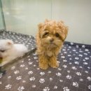 퍼피하우스 인천송도점 이미지