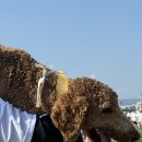개통령 | 댕댕런2025 in 대전 후기, 개통령 강형욱님 만난날🐶