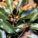 함평 기각리붉가시나무자생북한지 이미지