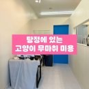 묘묘 고양이 미용실 이미지