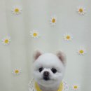 땡글하개 이미지