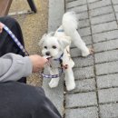 오픈독하우스 이미지