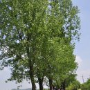 미루나무 이미지