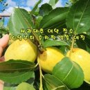 연두사과 이미지