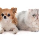 청라호수동물메디컬센터 이미지