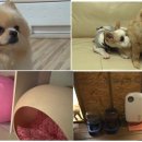 덕상개천 네이버블로그