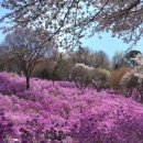 동산 | 부천 원미산 진달래동산 방문 후기 봄꽃 명소 추천(방문 꿀팁)