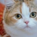 고양이 주택 네이버블로그