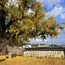 홍산객사 은행나무 이미지