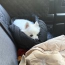 펫택시 | 강아지 택시 예약 펫택시 어디로든펫 이용 후기 f.내돈내산
