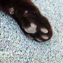 까망 곰 젤리 이미지