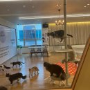 CU전주박물관점 | [전주/묘해저택] 전주 이색 데이트 코스 추천, 묘해저택 고양이 카페 후기