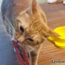 야미츄 | 고양이 츄르 대용량 고양이 짜먹는 간식 / 뷰카펫 야미츄 참치 버라이어티 4가지 맛