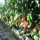 심가네농장 이미지