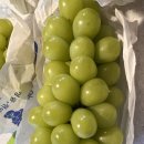 [마고농원] 너무 맛있어서 혼자 먹고 싶은 샤인머스켓