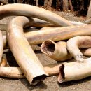 코끼리유통 이미지