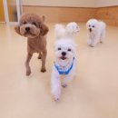 털로덮인친구들 동탄북광장점 이미지