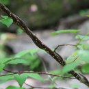 이름표를 달아 주세요. 층층나무.애기바늘사초.산미나리.낚시사초.찻잔버섯. 이미지
