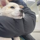 제주24시숨동물의료센터 이미지