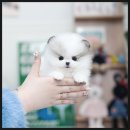 광주 고양이 분양 냥블리 광주점 | 광주 포메라니안 분양 후기｜유앤미펫에서 건강하고 사랑스러운 반려견 만난 이야기