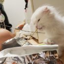 #오드아이 이미지