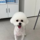 아임댕댕 이미지