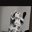 변화함 Daum카페