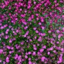 블루 아리아 이미지