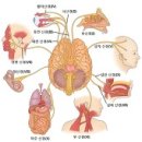 뇌신경 인플레 (Cranial nerve inflation) 이미지