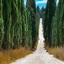 사이프러스 이미지