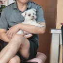 써니애견 이미지