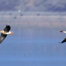 주남저수지 이미지