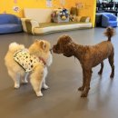 멜리애견유치원 이미지