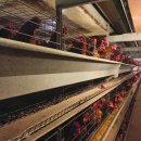 순조농장 이미지