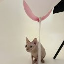 심바스튜디오 이미지