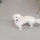 베콩스 이미지