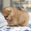 톰퍼피 강아지분양 이미지